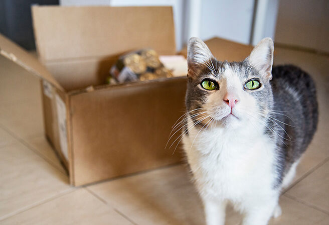 cat with box of can food in background